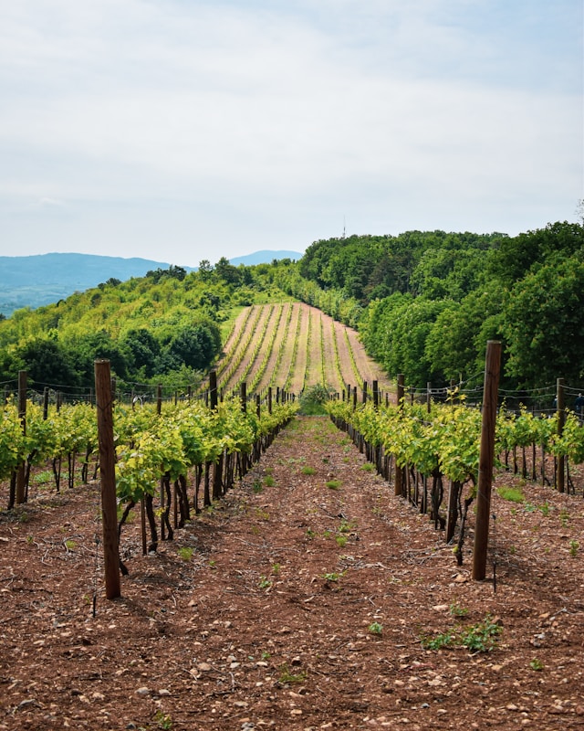 Encapsulated fungicides for permanent wood protection in viticulture